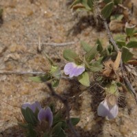 Blepharis integrifolia (L.f.) E.Mey. & Drège ex Schinz